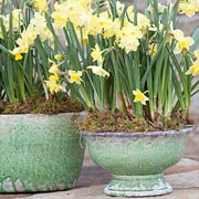Narcissus 'Pipit'